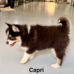 Capri - Tri-color female Pomsky puppy in Cave Creek, Arizona from Arizona Luxury Pomskies
