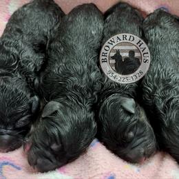 Girl 4 - Black and red female German Shepherd puppy in Davie, Florida from Vom Broward Haus