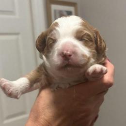 Boy 2 - Red  male Goldendoodle puppy in Bradenton, Florida from Christianna’s Mini Goldendoodles