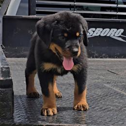 Girl 2 - Black and mahogany female Rottweiler puppy in Holts Summit, Missouri from Hurleyhaus Rottweilers