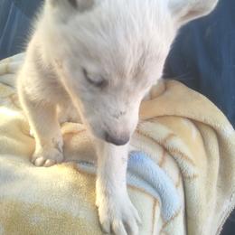 Casper - White male Siberian Husky puppy in Lancaster, California from The Huskies Sanctuary