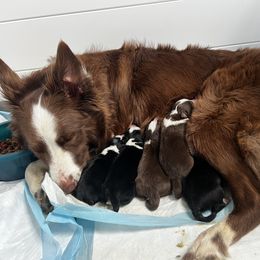 Border Collie Puppies from Pineview Farm