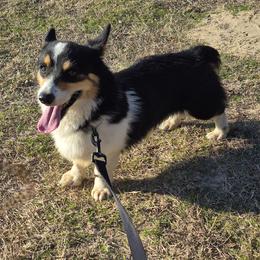 Gus - Pembroke Welsh Corgi