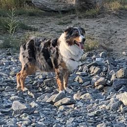 Ginny - Australian Shepherd