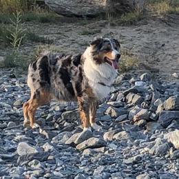 Ginny - Australian Shepherd