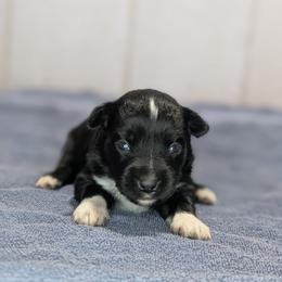 Earthquake - Black tri male Toy Australian Shepherd puppy in Brenham, Texas from Stone N Rose Kennels