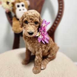 Fiona - Red  female Poodle puppy in Spartanburg, South Carolina from Taya's Pups
