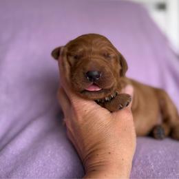 Fanta - Dark golden female Golden Retriever puppy in Maysville, North Carolina from Gold Rush Retrievers