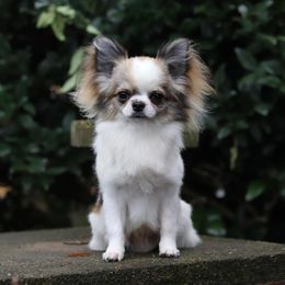 Hunter - Chihuahua