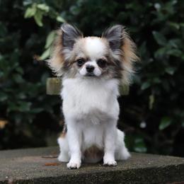 Hunter - Chihuahua