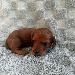 Glory - Dapple female Dachshund puppy in Brandon, Florida from Knights Dachshunds
