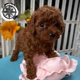 Lady Octavia - Red  female Poodle puppy in Plainwell, Michigan from Northern Heart Standards