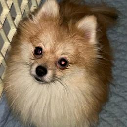 Betty - Pomeranian