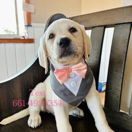 Boy Black collar - Yellow male Labrador Retriever puppy in Santa Clarita, California from Five Star Labradors