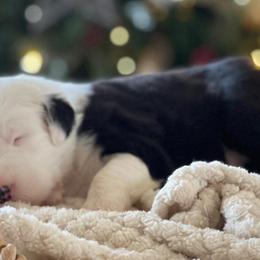 Old English Sheepdogs and Sheepadoodles from Sheepdogs of Summer Ridge