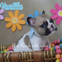 Vanilla - Fawn and white male French Bulldog puppy in Loxahatchee, Florida from Blue Wonder Frenchies
