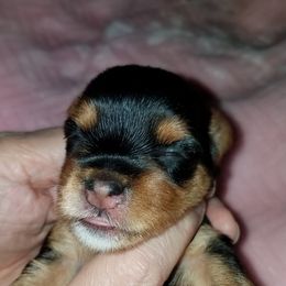 Yorkipoo and Yorkshire Terrier Puppies from Danza Bolo