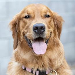 Faith - Golden Retriever