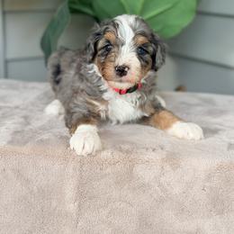 Red - Blue merle male Bernedoodle puppy in Charleston, South Carolina from Palm Belle Doodles