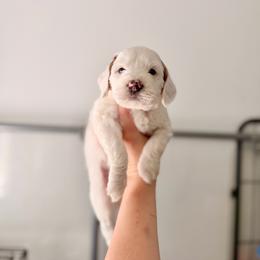Teddy - Parti male Goldendoodle puppy in Vancouver, Washington from Blissful Doodles