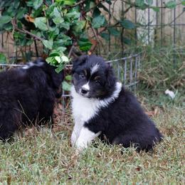 BTF1 - Black tri-color female Australian Shepherd puppy in Warm Springs, Georgia from Out West Aussies