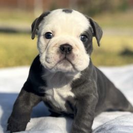 Bulldogs from Sergio Gar's Bulldogs