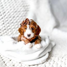 Miura - Red  female Goldendoodle puppy in Springville, Utah from Happy Doodle