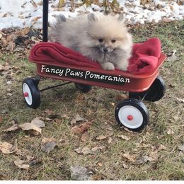 Pomeranian Puppies from Fancy Paws Pomeranian