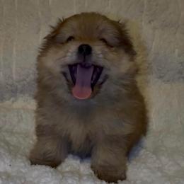 Baby Boy - Beaver male Pomeranian puppy in Scio, Oregon from Mac Daddy Poms