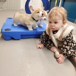 Bulldog and Pembroke Welsh Corgi Puppies from Salted Rim Corgis