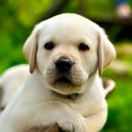 Jack Russell Terrier and Labrador Retriever Puppies from Will O Moor