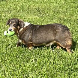 GYPSY - AKC BLUIE, SPAYED - Pembroke Welsh Corgi puppy from BJ's Blessings
