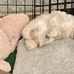 Poodle Puppies from Dauntless Poodles