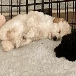 Poodle Puppies from Dauntless Poodles