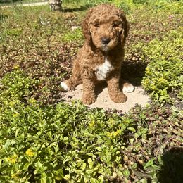 Goldendoodle Puppies from Colorado Dreamin Doodles