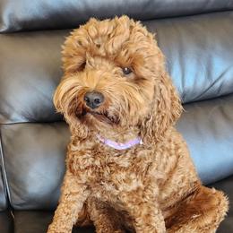 Abita - Labradoodle