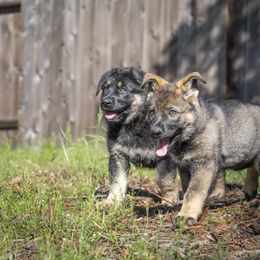 German Shepherd Puppies from Agrestal German Shepherds