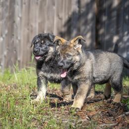German Shepherd Puppies from Agrestal German Shepherds