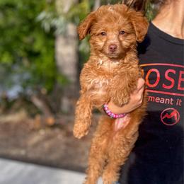 Nova - Red female Aussiedoodle puppy in Arlington, Washington from Doodle Love Laugh