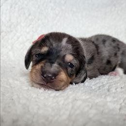 Penny - Dapple female Dachshund puppy in Anaconda, Montana from Williams Family Dachshunds