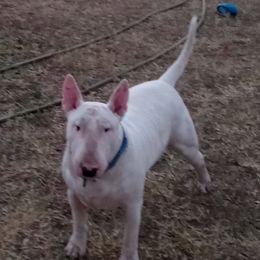 Bull Terriers from Deslynn Bull Terriers