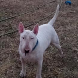 Bull Terriers from Deslynn Bull Terriers