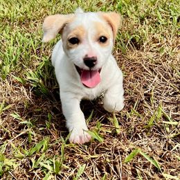 Samson - White male Russell Terrier puppy in London, Kentucky from Norvell Kennels