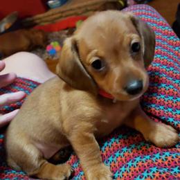 Dachshund Puppies from Long Dogs Yellow Farm