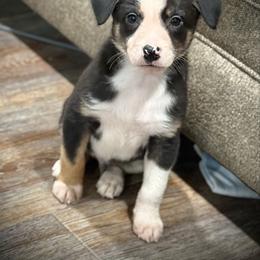 Monkey - Tri-color male Border Collie puppy in North Lakeport, California from Wild Rose Ranch