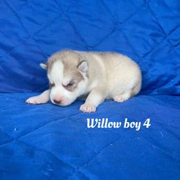 Willow boy 4 - Brown and white male Siberian Husky puppy in Ocala, Florida from Florida Husky Puppies