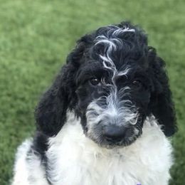 Goldendoodles from Bishop Doodles
