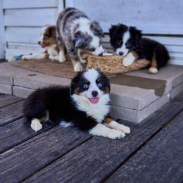 Toy Australian Shepherds from Bozzi's Little Aussies