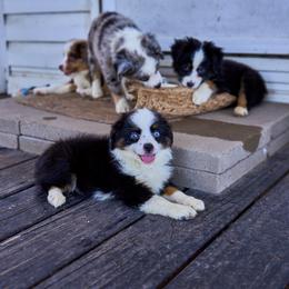 Toy Australian Shepherds from Bozzi's Little Aussies