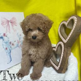 Poodle All Grown Up from Grams poodle babies